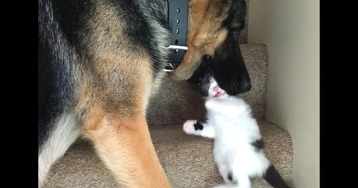 This Kitten Is Slow to Walk up the Stairs, so His Dog Friend Does the Only Rational Thing