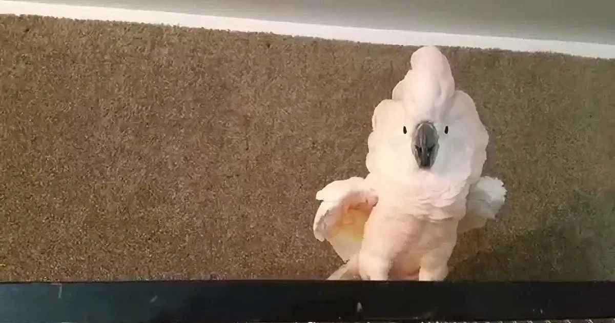 Cockatoo Goes Absolutely Nuts When Dad Asks Her to Go Inside the Cage! You Won''t Believe It!