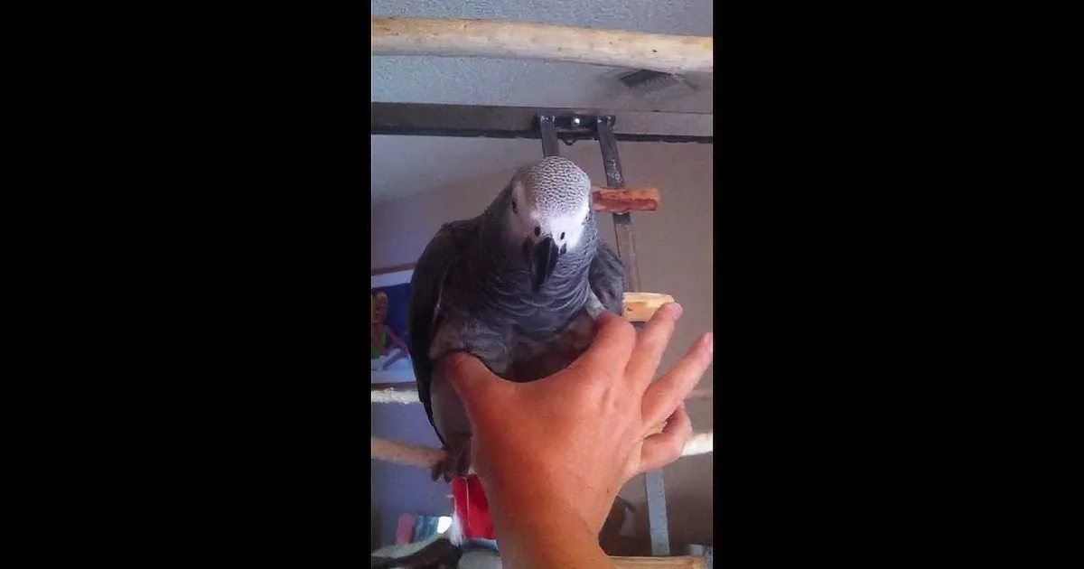 This Parrot Makes the Most Hilarious Noise When Dad Squeezes Her Tummy! I Can''t Stop Laughing!