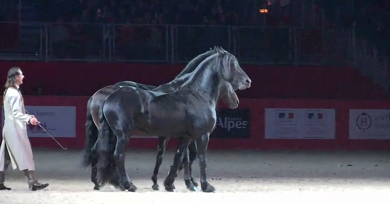 Man Performs a Jaw-Dropping Routine With His Three Horses. When They Do This? Unbelievable!