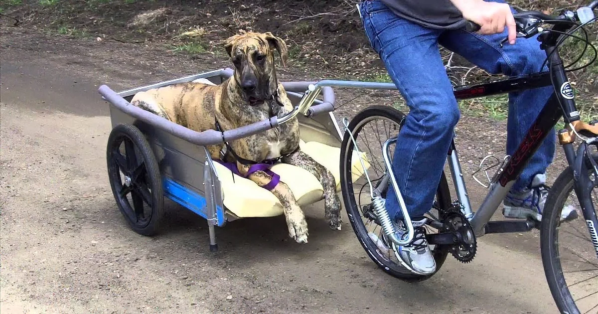 Great Dane Starts Running With His Owner, but His Next Move Is Truly Priceless! OMG!