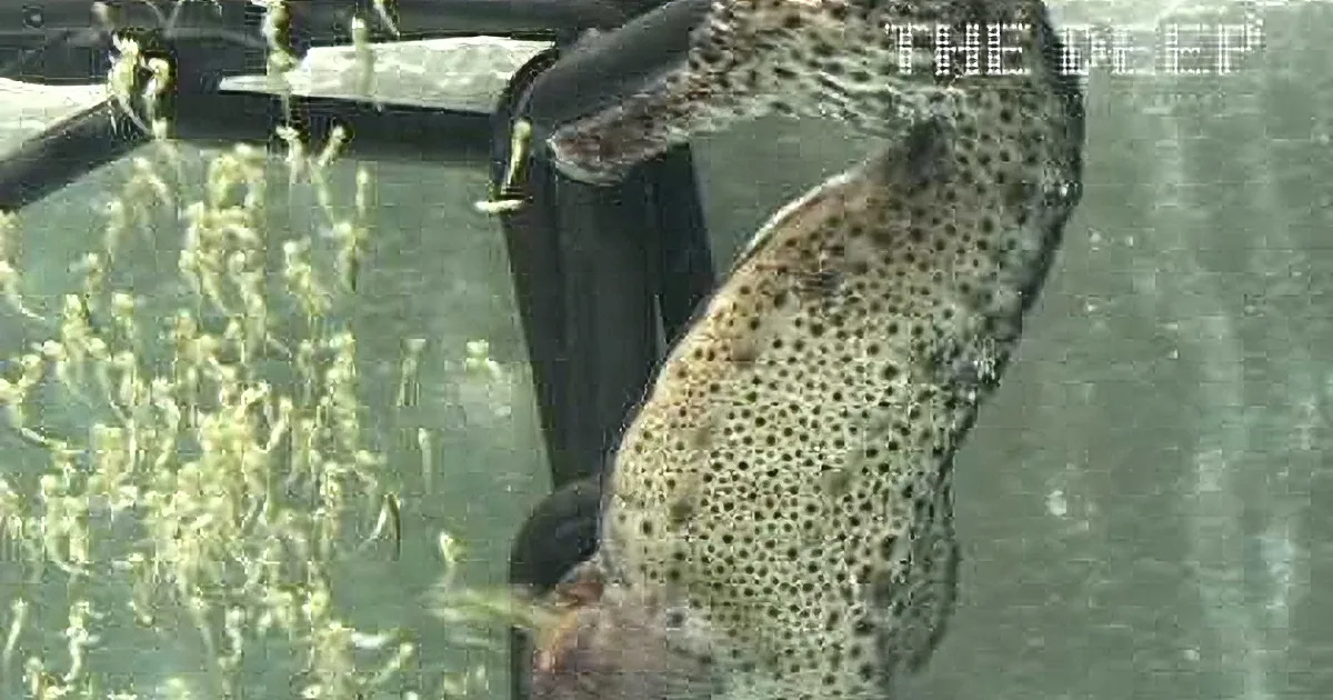 A spotted fish swims in an aquarium with aquatic plants and a glass wall.