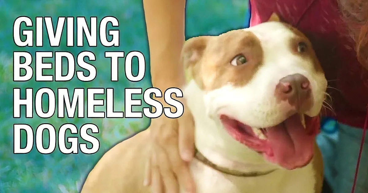He Sees a Sad Dog Inside a Pen, but You''re Going to Be Shocked at What This Man Did for Him!
