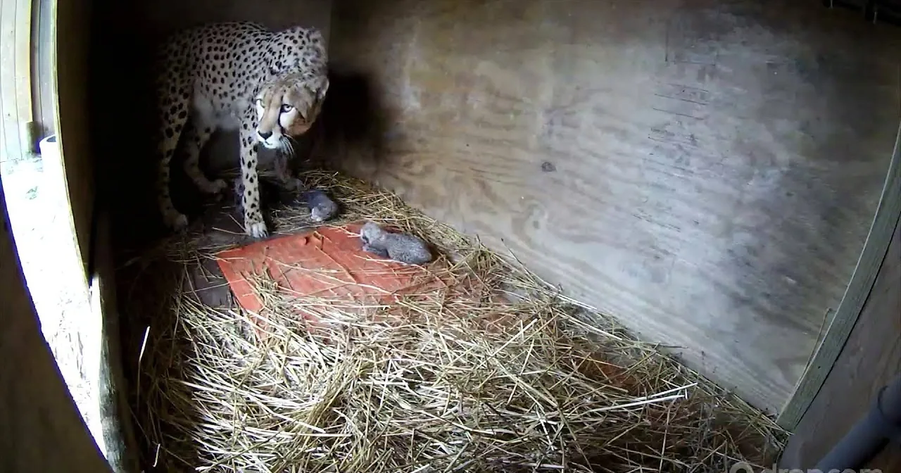 Time-Lapse Footage of Cheetah Birthing Five Cubs