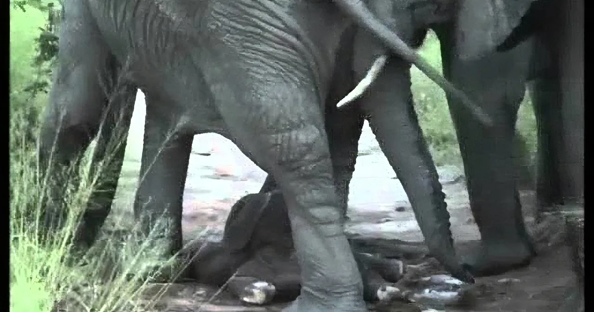 They Saw an Elephant in Labor, but When They Looked Closer, They Saw Something Incredible!