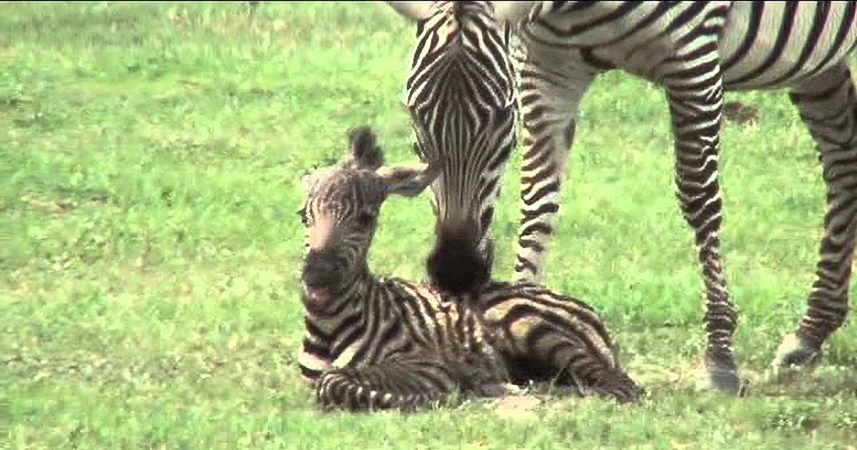 Zebra Gives Birth to Her Foal, but Then? I Wasn''t Expecting the Tiny Baby to Do This! OMG!