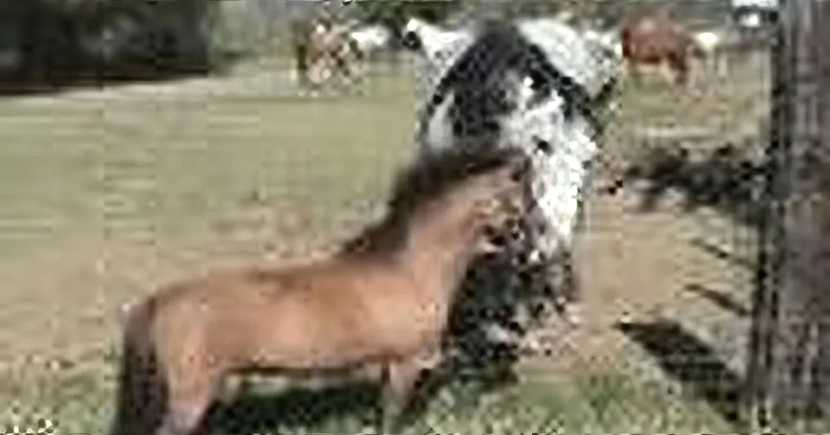Five Horses Line up at the Fence, but Wait Till You See the Little Creature Standing Below Them
