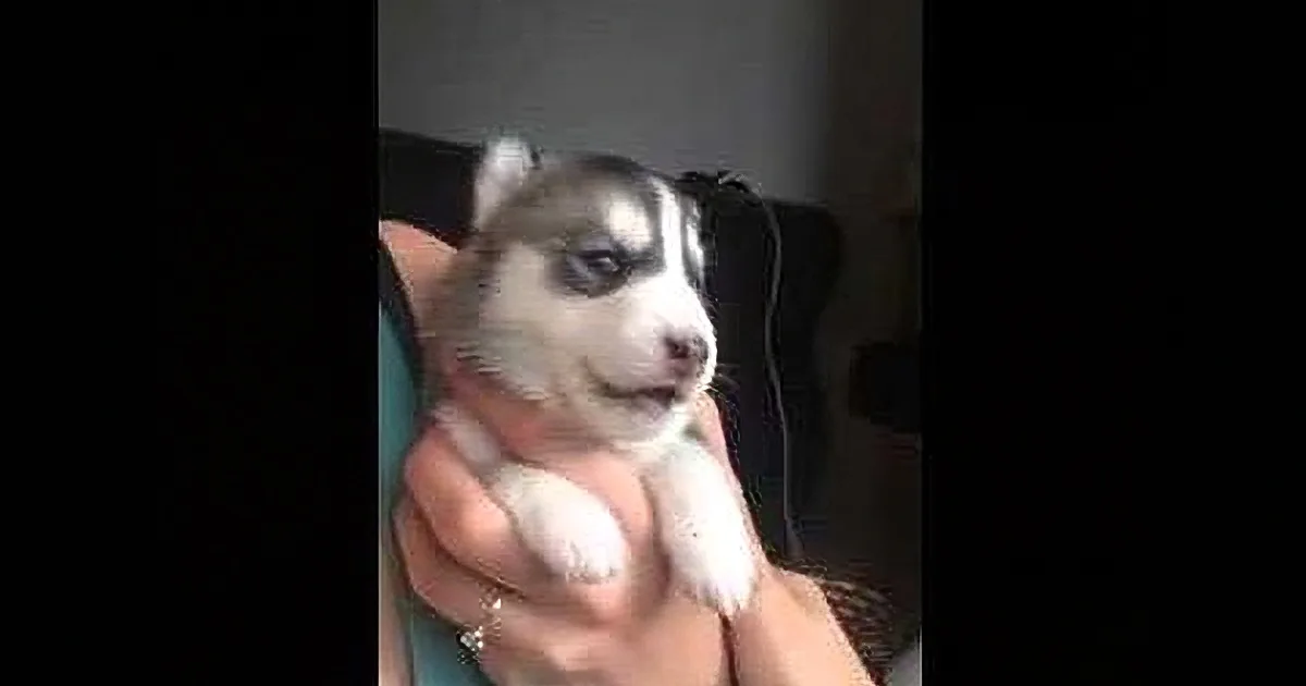 A small, adorable Husky puppy with striking blue eyes is being held gently by a person.
