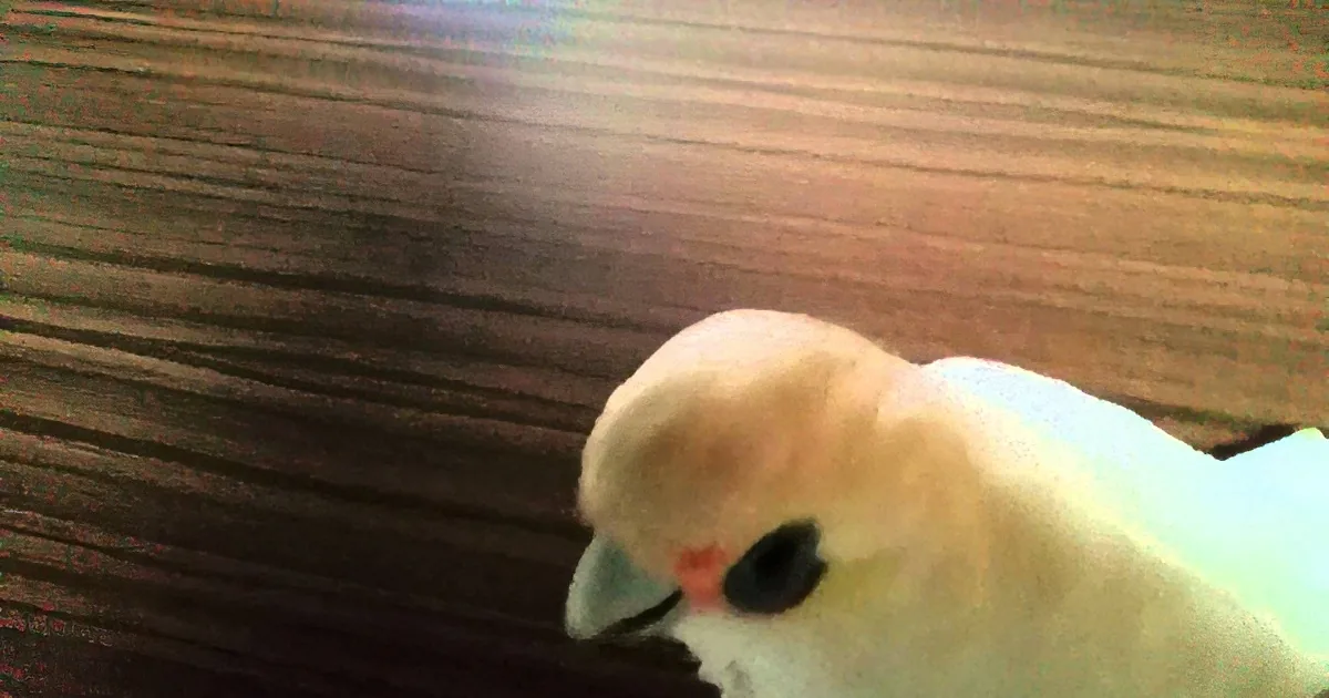 She Gave Her Cockatoo a Bowl of Broccoli, but Wait Till You See What He Does With It! OMG!