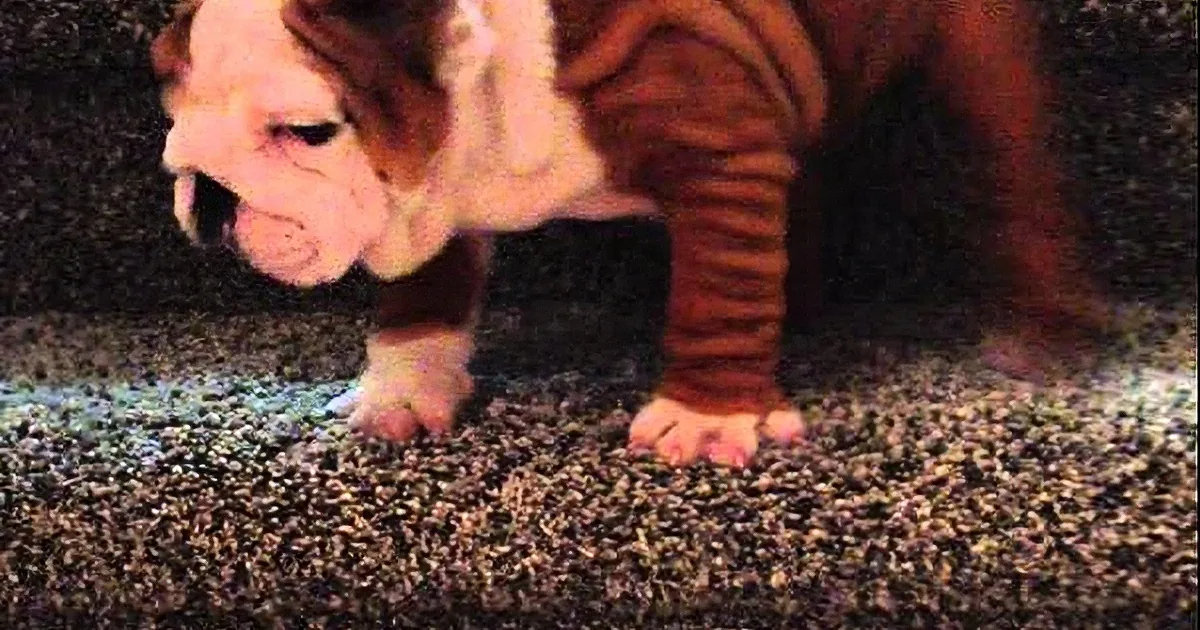 This Poor Puppy Is Afraid of the Stairs, but How He Gets Over It? His Family Is in Stitches!
