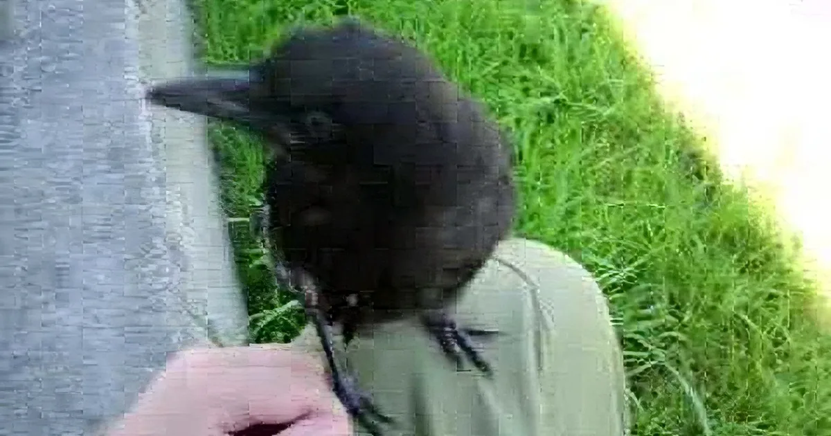 Baby Bird Hops on This Man's Knee, but Watch When He Touches His Foot! Unbelievable!
