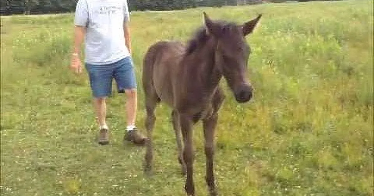 A person walks alongside a young brown horse in a grassy field.