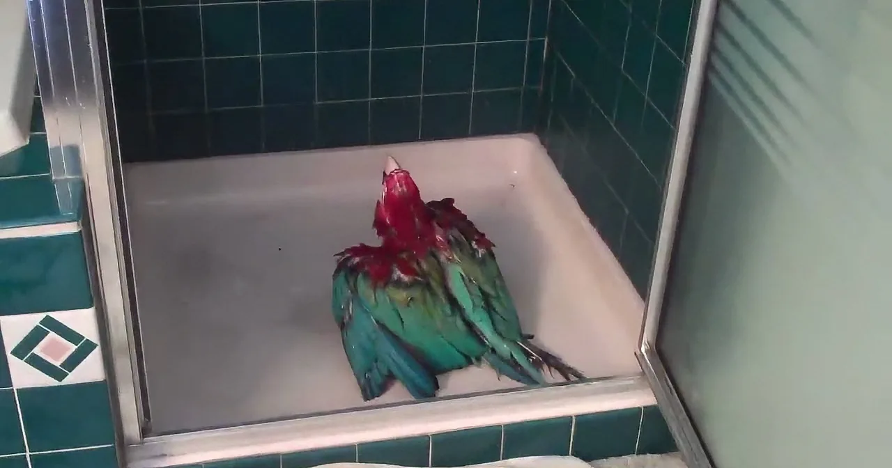 Excited MacAw Can''t Wait for His Turn to Shower, so What Does He Do? Too Cute to Miss!