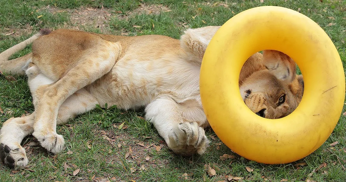 His Favorite Toy Got Damaged. Now Pay Attention to His Face When He Spots Its Replacement!