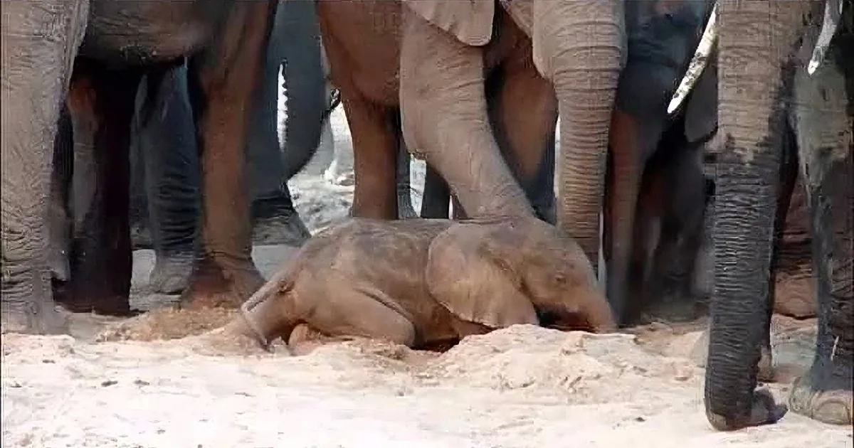 Mama Gives Birth to a Tiny Calf, but What Her Elephant Herd Does Next? You''ll Be Floored!