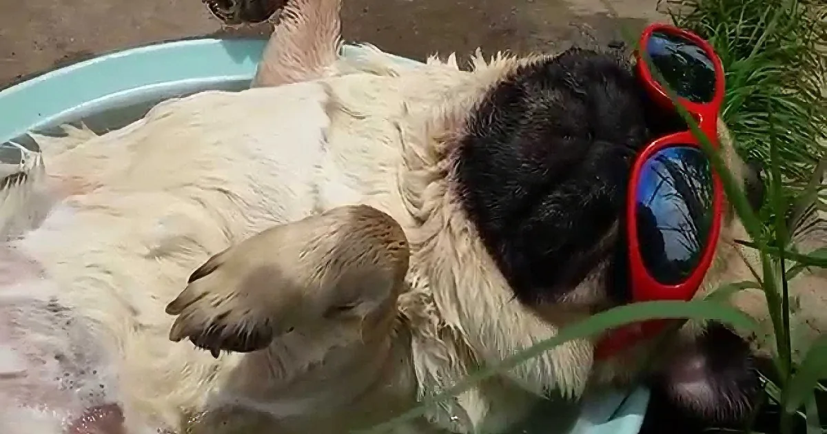 Pup Takes a Nap in His ''Swimming Pool,'' but When He Started Snoring, He Stole My Heart! Aww!