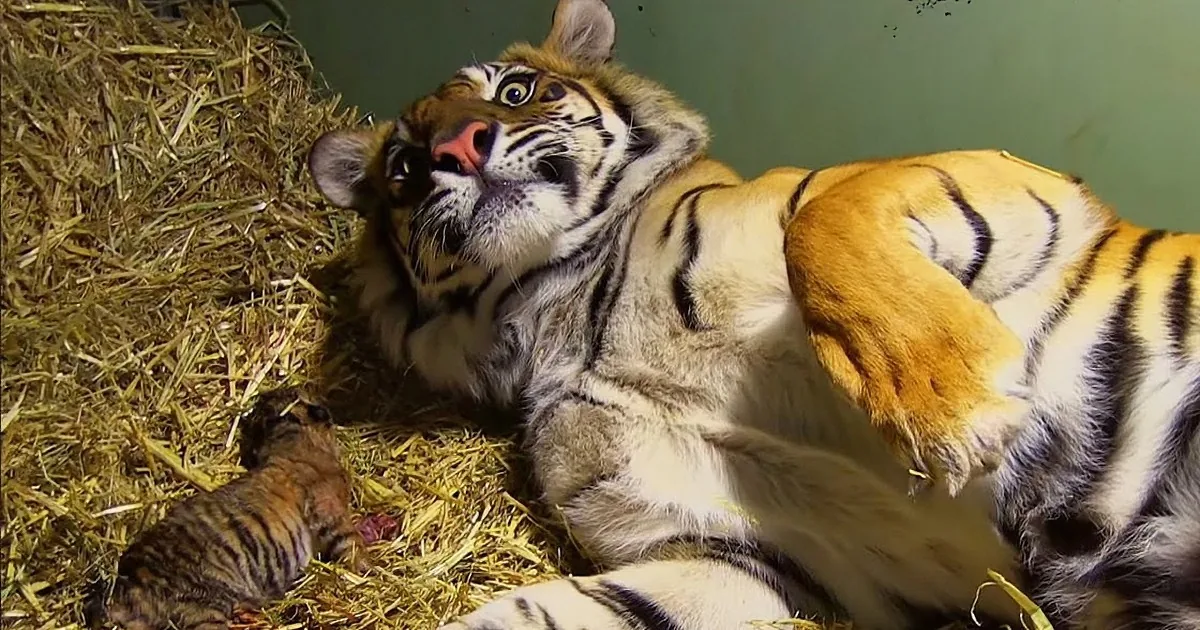 A tiger lies on hay, gazing upwards, with a small cub nestled beside it.