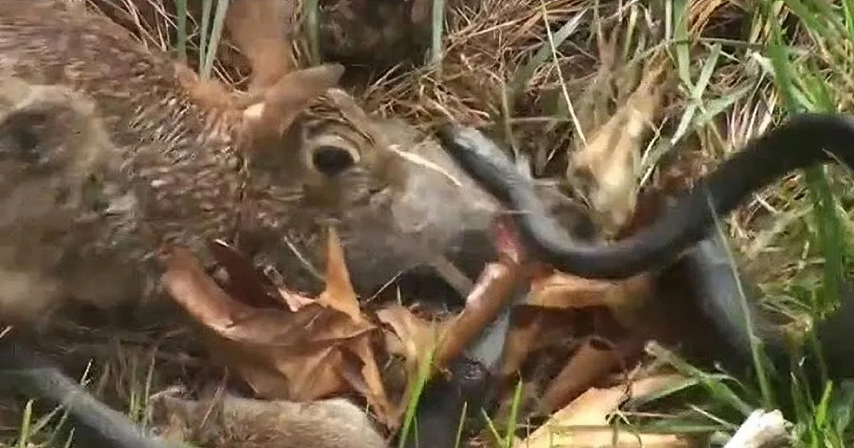 Rabbit Saw a Snake Enter Her Babies'' Nest, but What She Did Next? My Heart Stopped! Whoa!