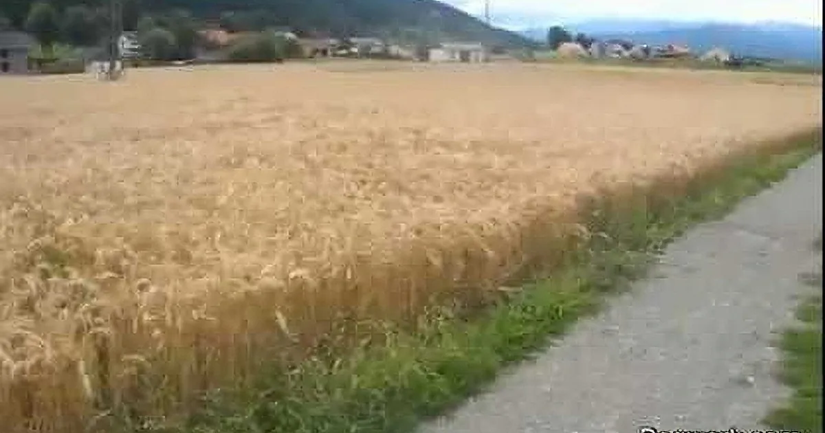 He Took His Dog to a Huge Field, but What the Dog Did Next? OMG, What a Happy Pooch!