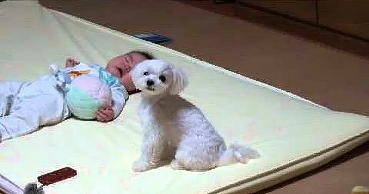 Tiny Dog Heard the Baby Cry, but Wait Till You See What He Did in Response! Unbelievable!