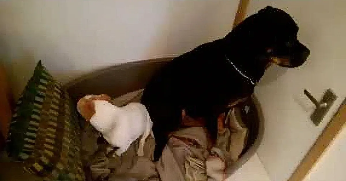 Poor Dogs Feel Guilty About Stealing a Box of Treats. How They Show They''re Sorry? Aww!