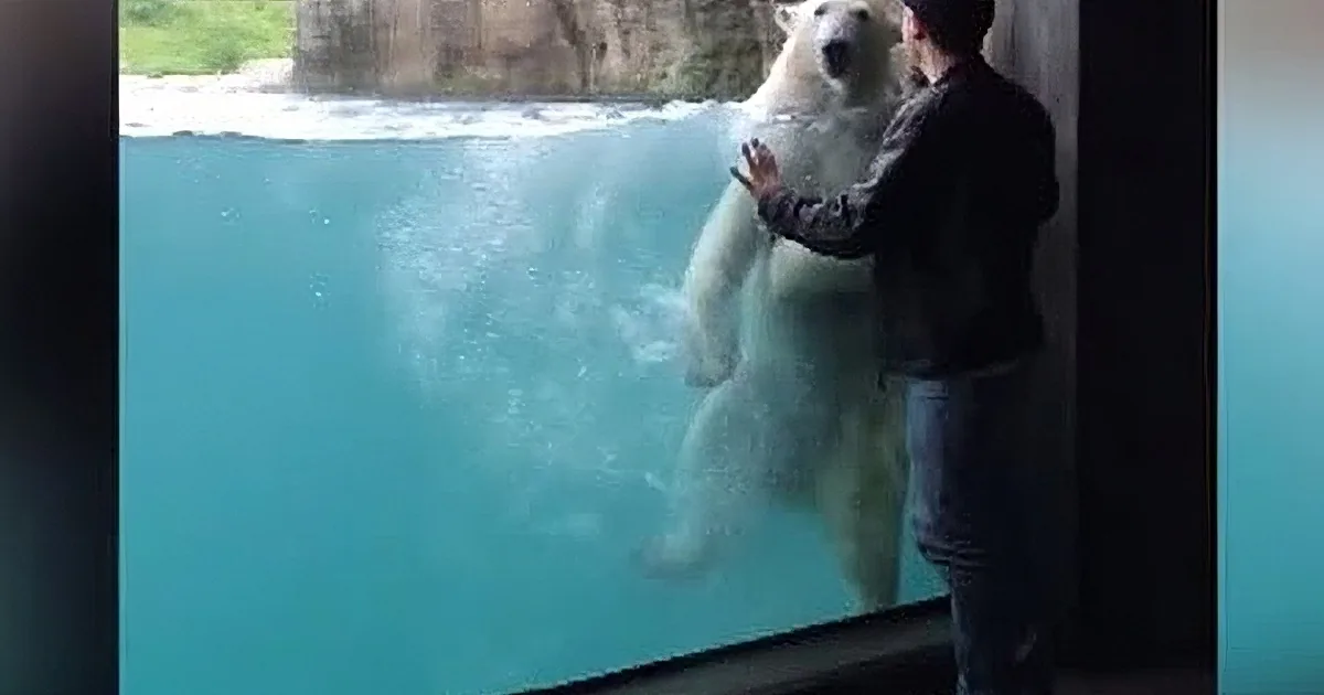 She Saw Her Friend Play With a Polar Bear, but You Won''t Believe What Her Camera Captured Next