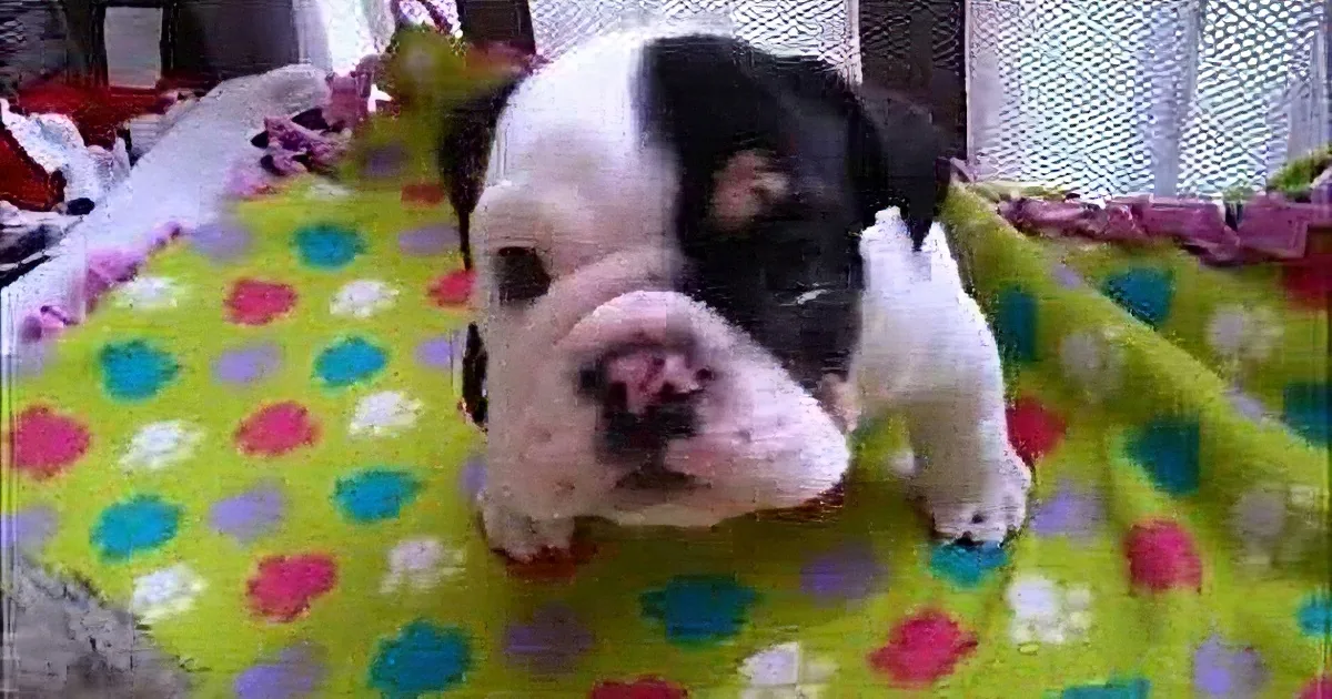 This Little Puppy Has Only Half of His Spine, but When You See Him Play? Adorable!