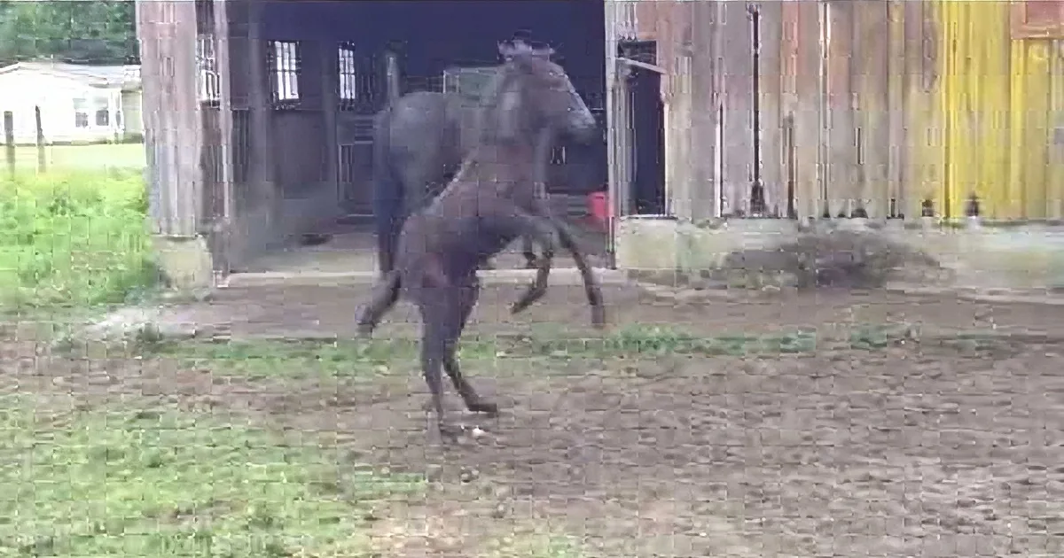 Eight Week Old Mule Wants Mom to Play With Her, but When She Turns Around? Hysterical!