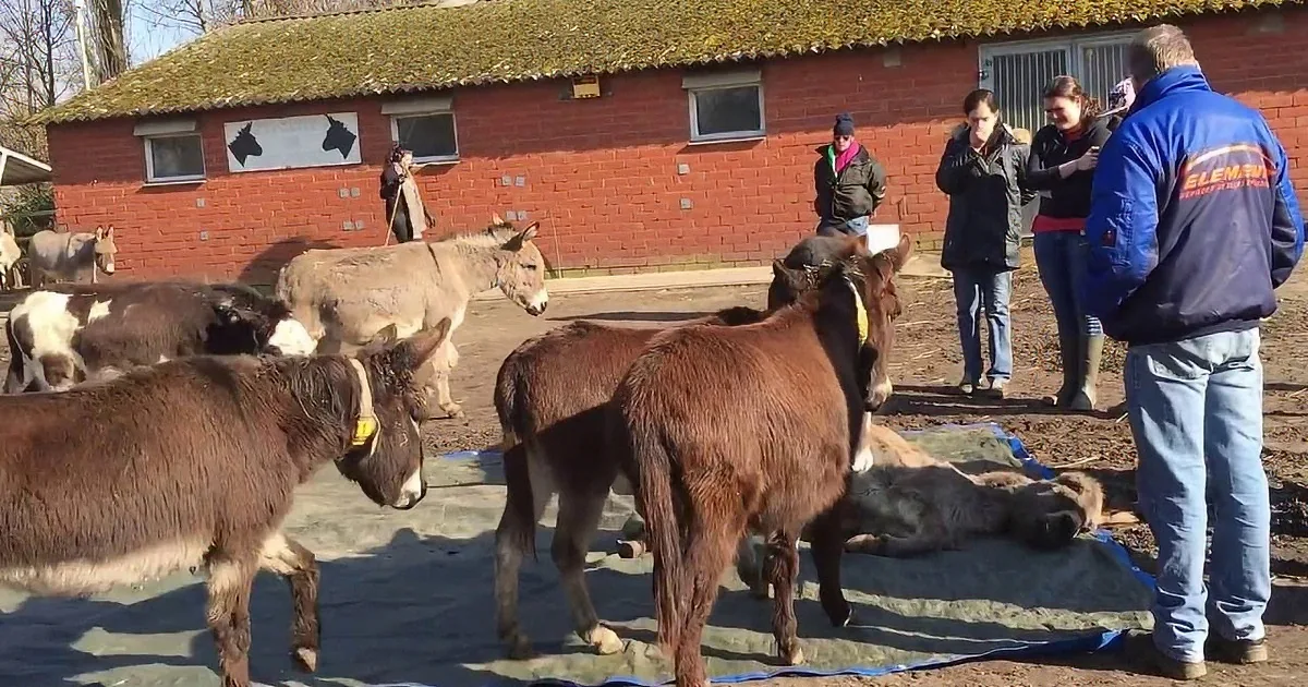 Heartbroken Donkeys Walk up to Their Dead Friend. What They Did Next? I Can''t Stop Crying!