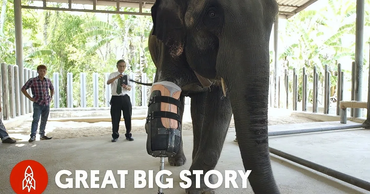 An elephant interacts with a man in a white lab coat, possibly a veterinarian, in a sheltered area.