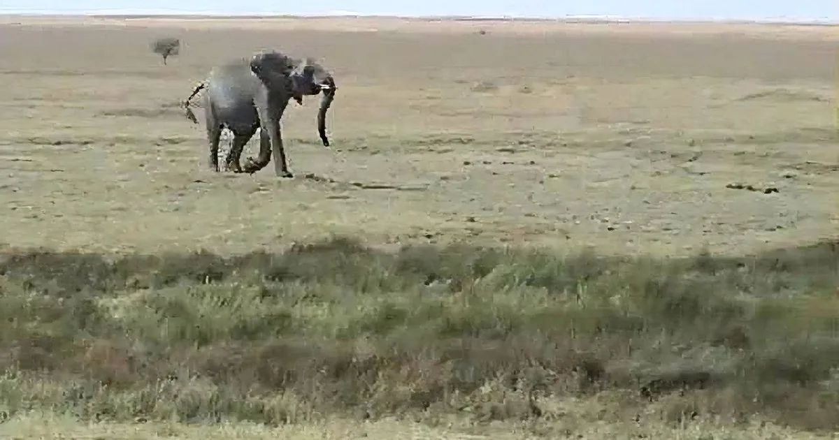 A Young Elephant Went Missing From the Herd, but Now Watch the Left Side of the Screen Closely