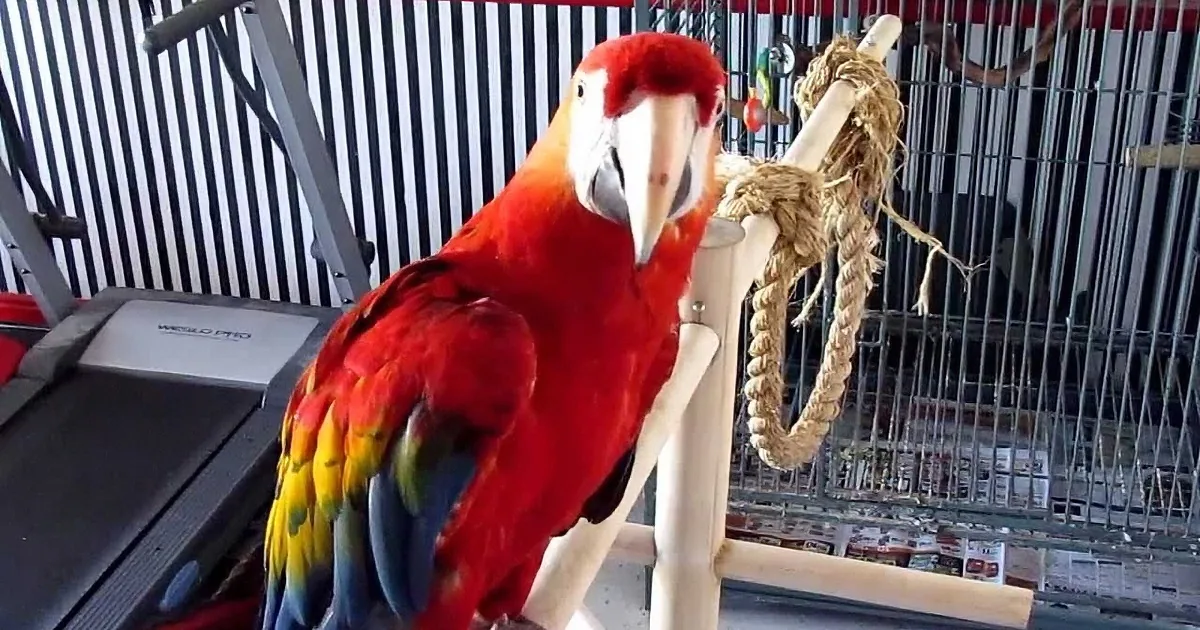 Mom Calls Him a Dork, but What This Hilarious Parrot Did in Response? I''m Cracking Up!