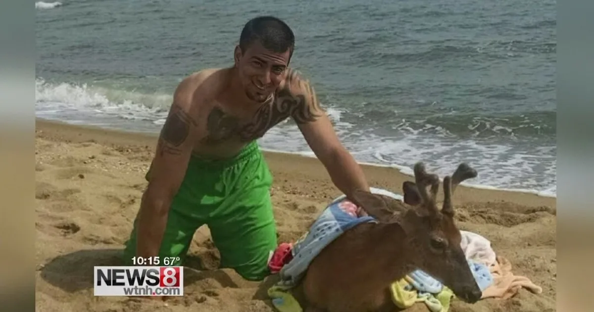 A man in green shorts interacts with a deer on a sandy beach near the ocean.