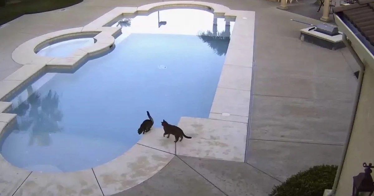 Two black cats stand near a pool, one closer to the water, the other slightly further back.