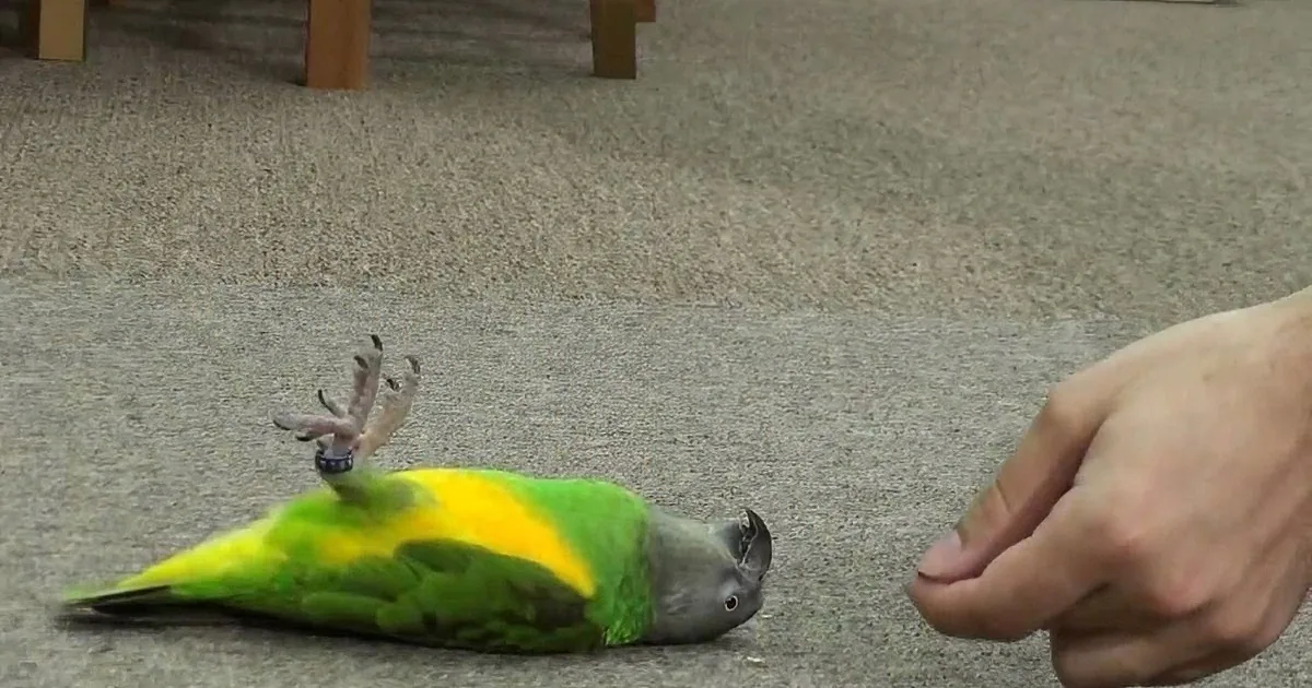 Dad Says ''Bang!'' Now Keep a Close Eye on How That Tiny Parrot Reacts! You Won''t Stop Laughing!