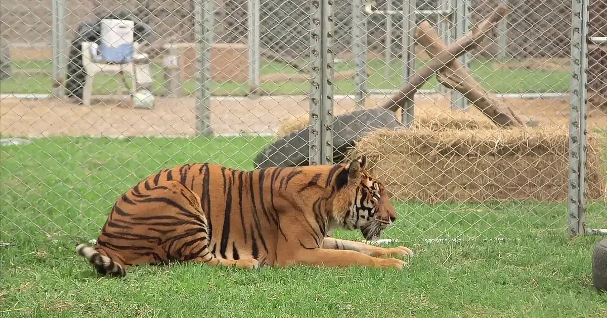 Poor Tiger Spent Years in a Tiny Cage, but Watch When He Feels Grass Underneath His Paws!