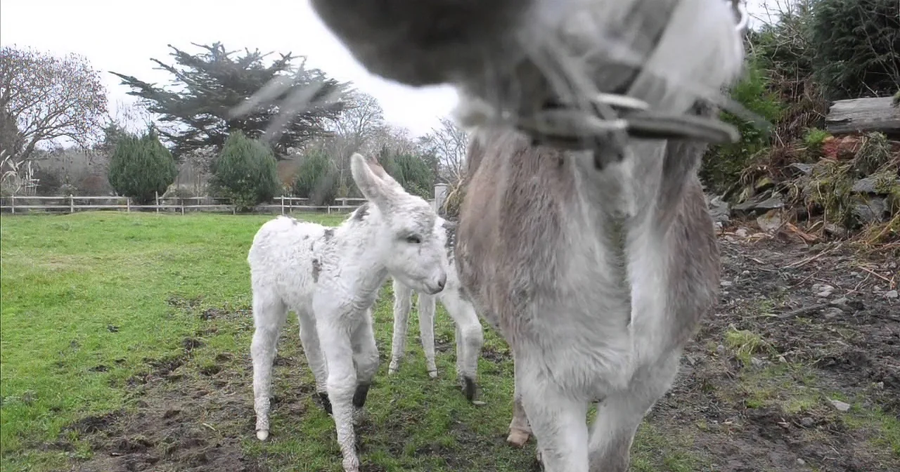 Pregnant Donkey Was About to Give Birth, but Not Even Her Owner Was Expecting This to Happen