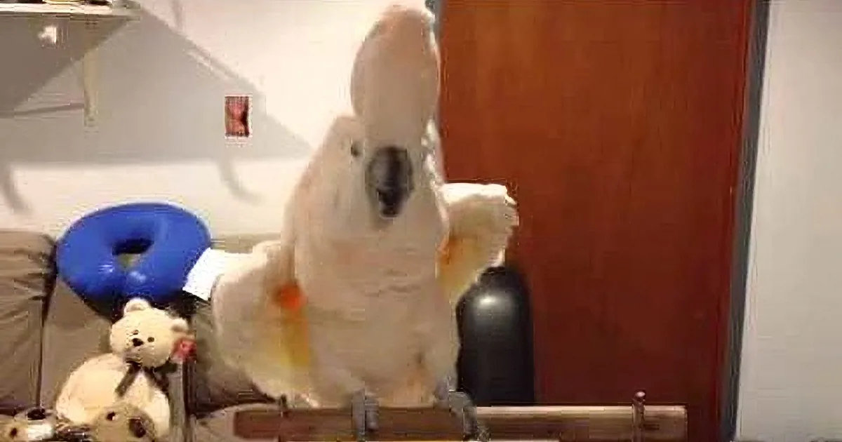 A large white cockatoo perches on a wooden stand, surrounded by toys and furniture in a room.