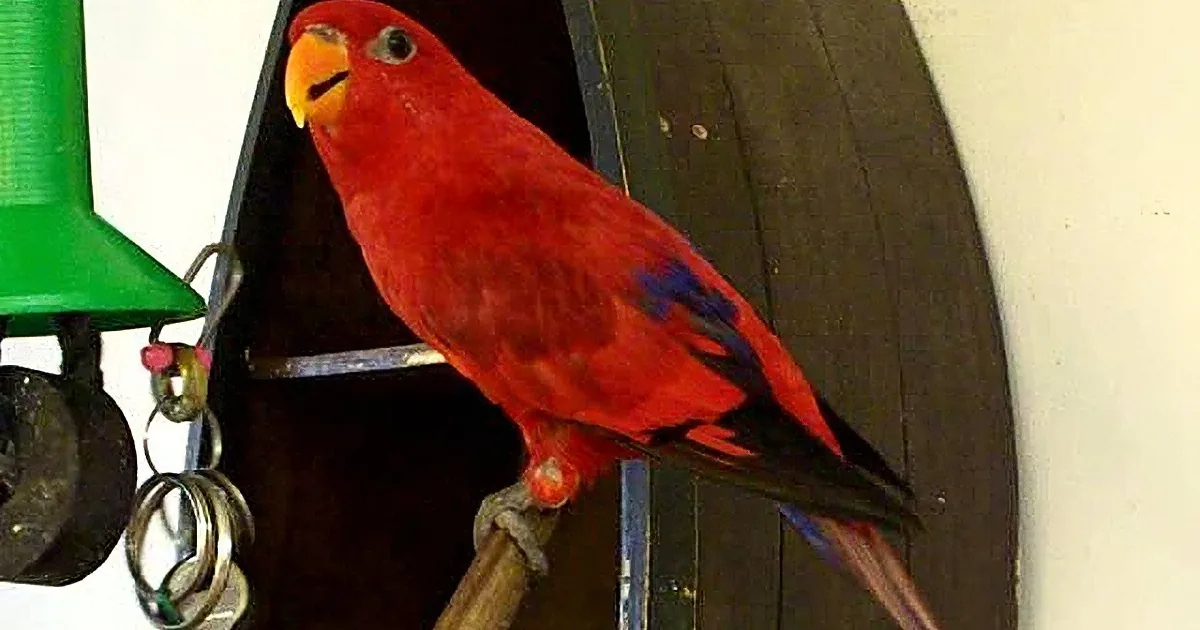 Little Bird Asks His Dad 'What Do You Want?' but His Next Word Made Me Lose It! so Precious!