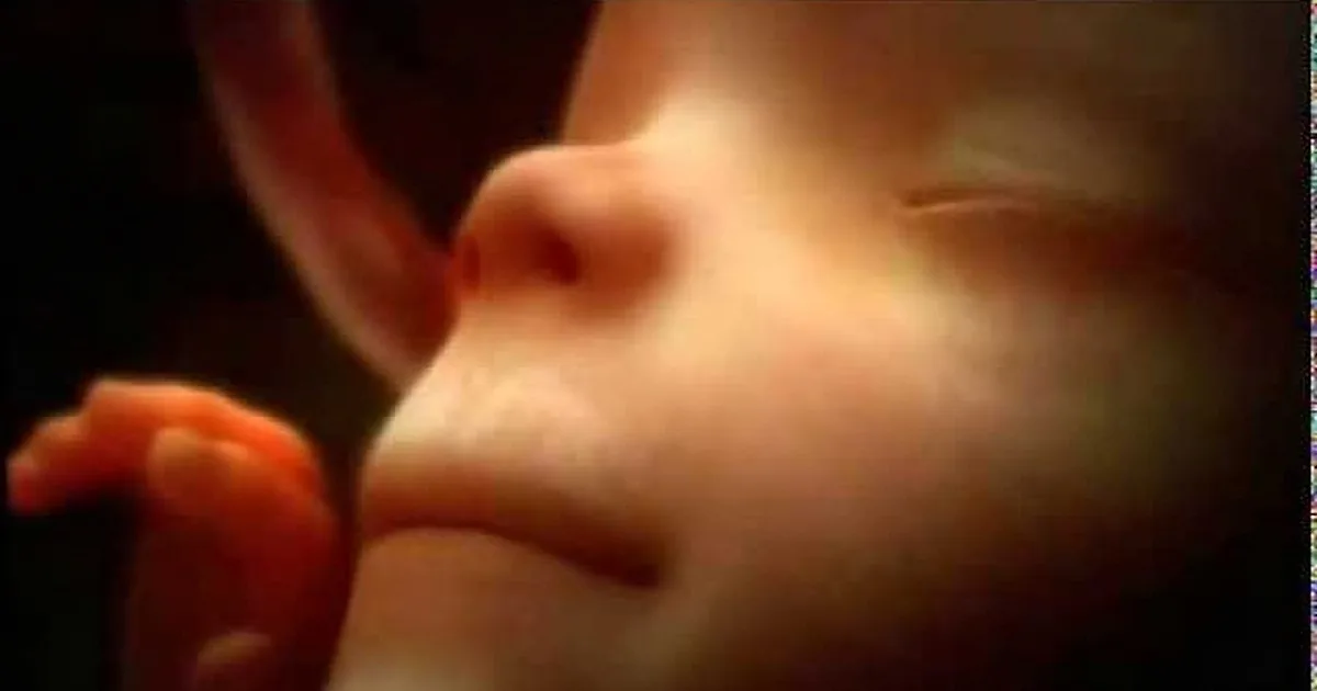 I Had No Idea Babies Do This When Inside the Womb. You Will Not Believe What You See!