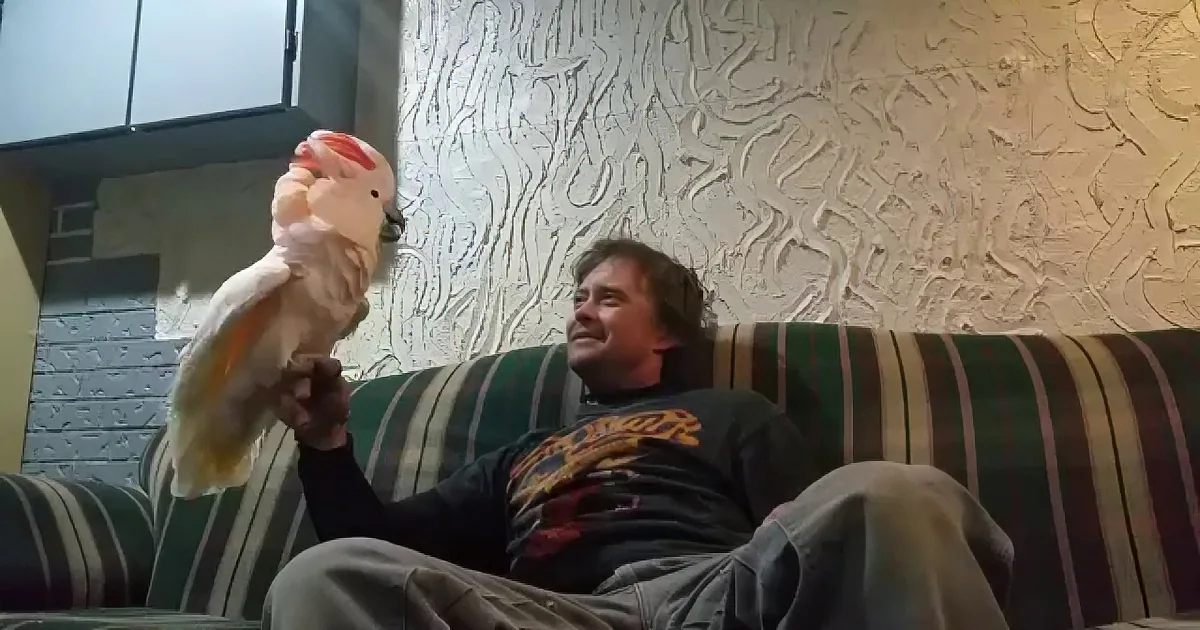 Dad Asks His Cockatoo if She Loves Him. How the Funny Bird Replies? I Can''t Stop Laughing!