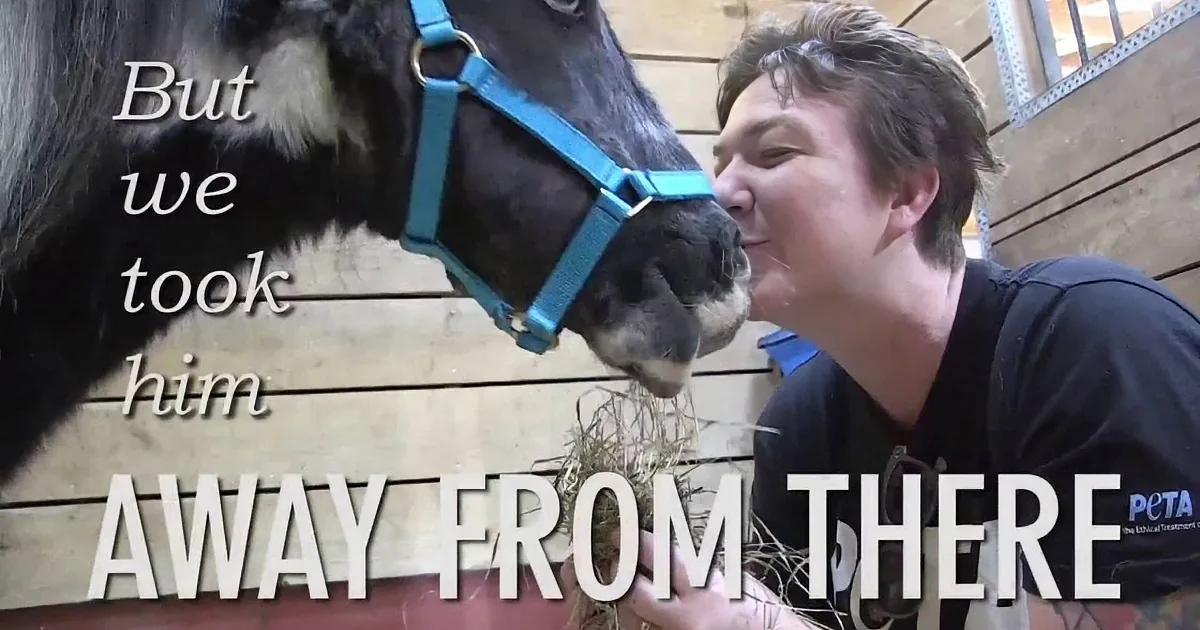 Abused Mini Horse Suffers From Many Medical Conditions. but When He Looked up? My Heart Broke!