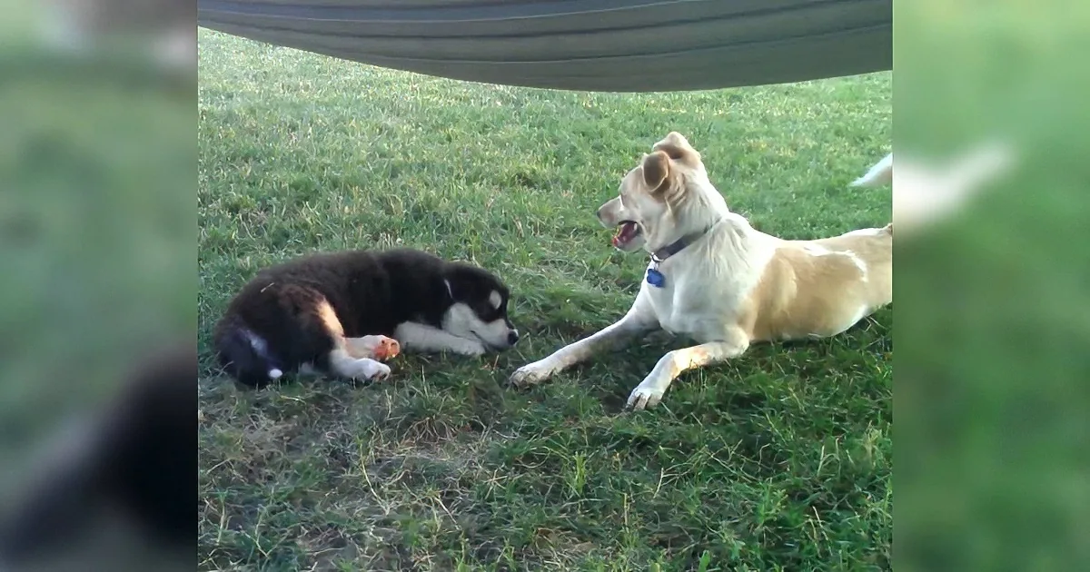 Tiny Puppy Barks for the First Time. but What His Grumpy Brother Does in Response? Rofl!