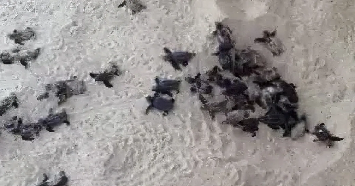 Stunning Footage of Leatherback Turtles Hatching. so Hypnotic!