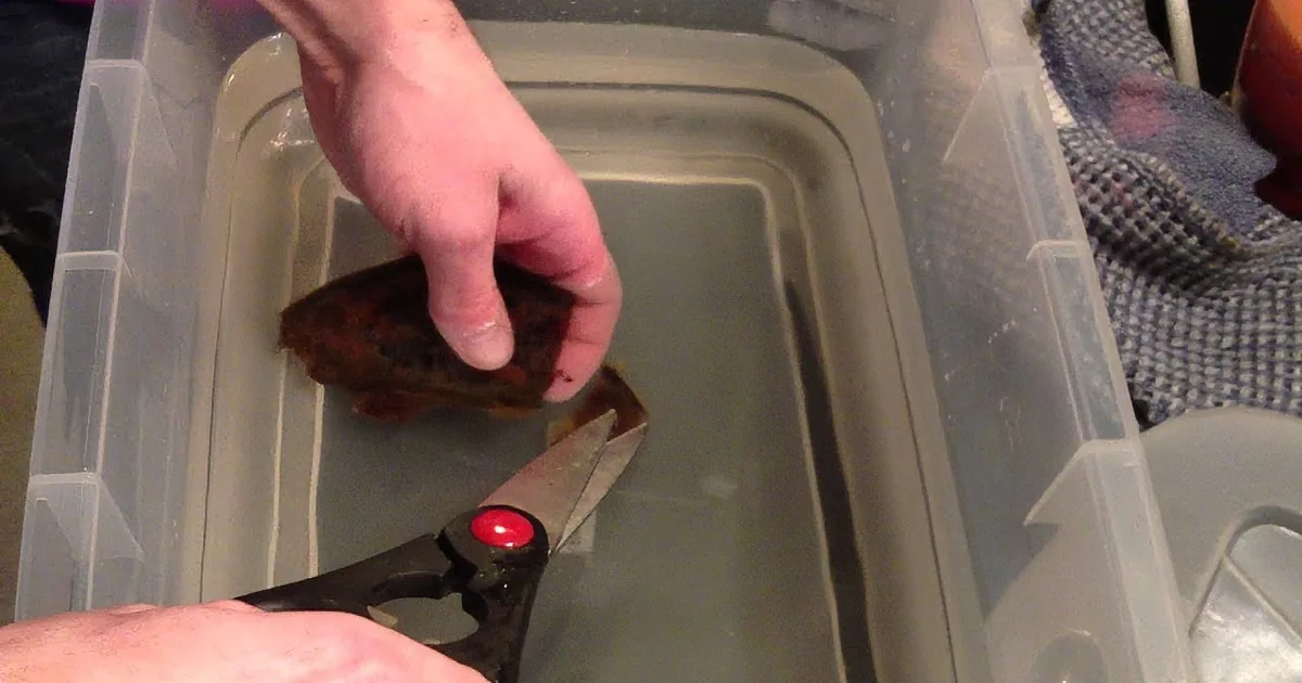 A hand holds a small object over a clear plastic container, with scissors nearby.