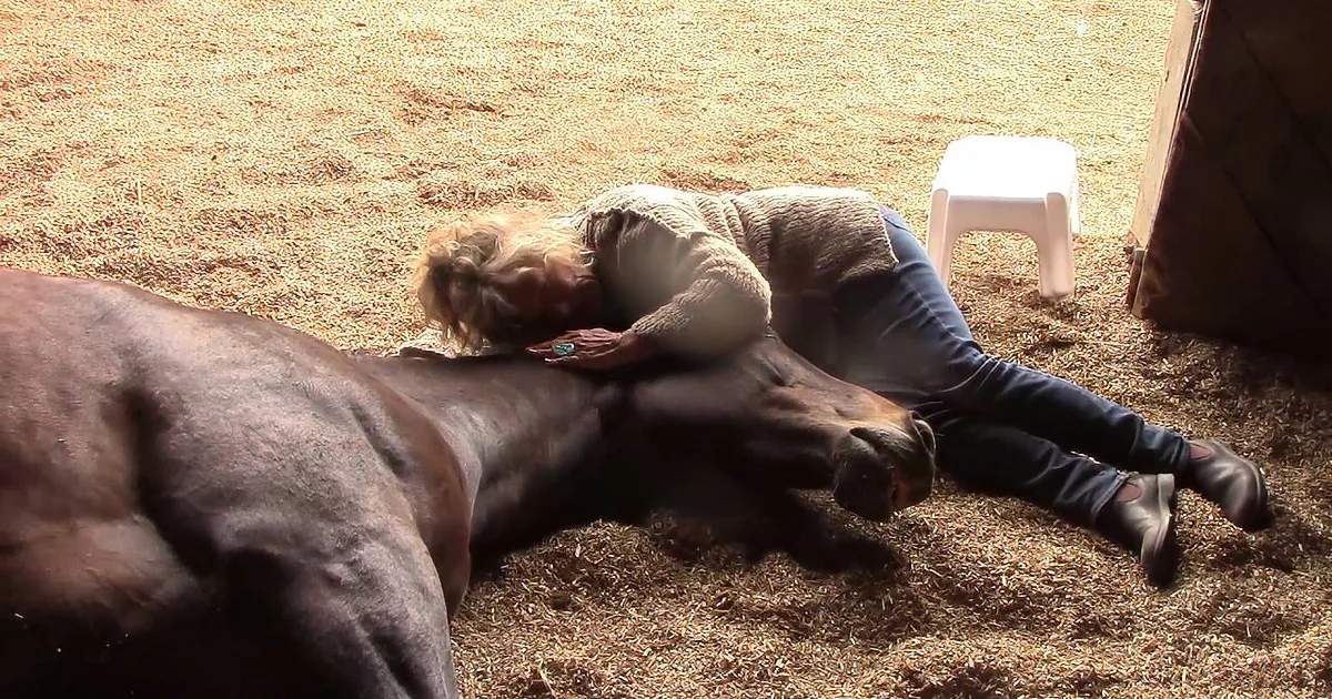 She Sat Down for a Nap in the Barn, but Keep an Eye on Those Sleeping Horses. Hilarious!