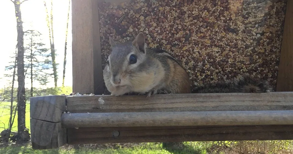 He Caught This Thieving Chipmunk Red-Handed. How Big Are Those Cheeks?!