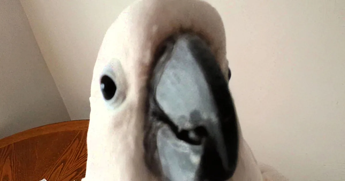He Started Arguing With His Cockatoo. but What the Cockatoo Said in Response Cracked Me Up!