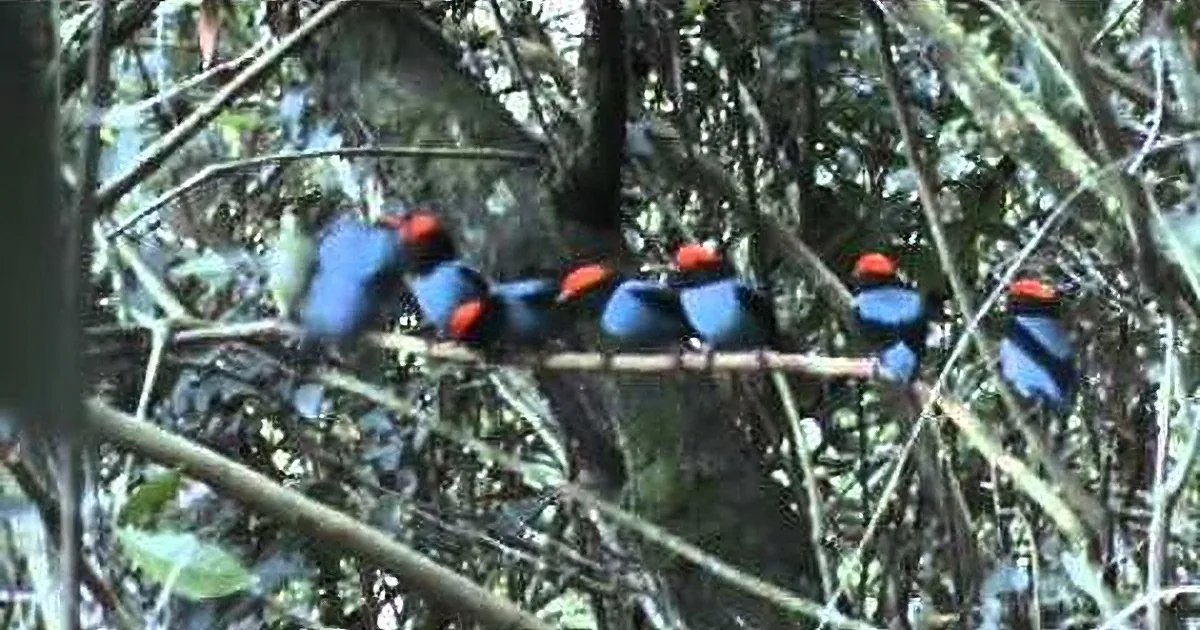 6 Little Males Try to Impress a Female Bird. but After a Few Seconds? You'll Be in Stitches!