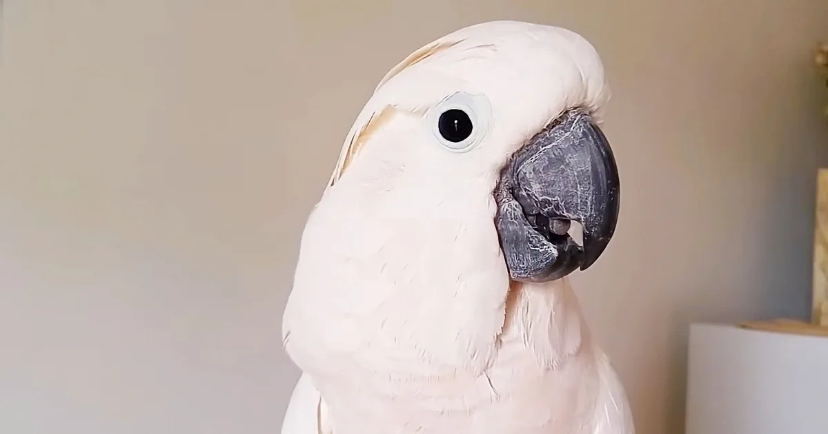 A white cockatoo with a large black beak and bright blue eye is the main subject.